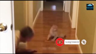 Funny cats video ; interesting facts