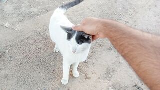 Cute and funny cat 2