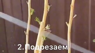 МАЛИНИТЕ