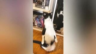 FUNNY CATS TRY NOT TO LAUGH  FUNNY PETS / CUTE ANIMALS 2023