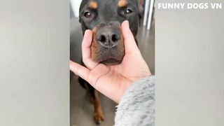 Funniest Dogs And Cute Cats ???????? Funniest Animals Videos 2023 ???? #60.