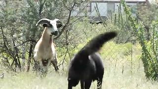 dog and goat