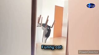 Funny Cats \ Funny Dogs \ Funny Animals 2023 \ Cute animals