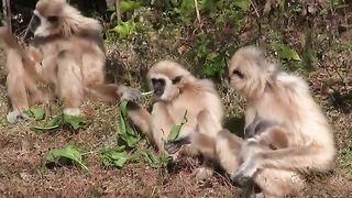 enjoy a monkey