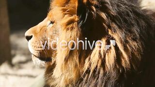 lion king
