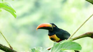beautiful bird on the tree