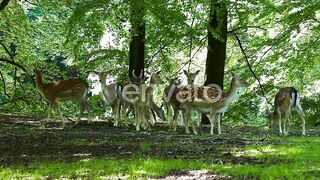 many hiran  in the forest
