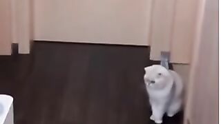 Funny cat video 2