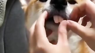 Funny animal 2