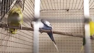 Birds Playing