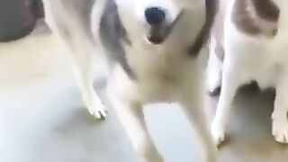 Funny animal 3