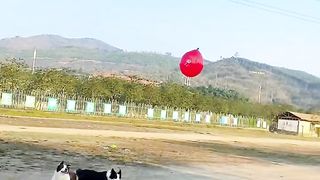 Funny dog video ????????????