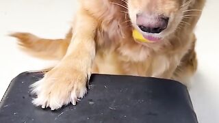 Funny animal 4