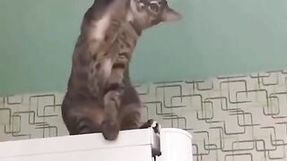 Funny cat 9