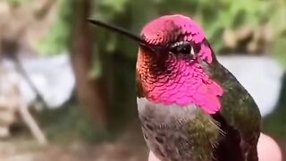 Colour changing bird
