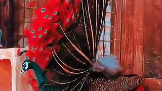 Peacock dancing 2