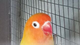 Love birds 2