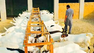 Gar Main Bakri Palna Kaisa Hai How is a goat raised in the house Farman e Nabvi saw.