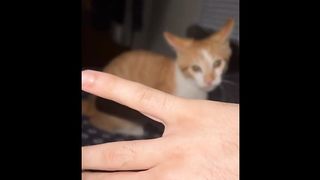 meilleur compilation de chat drôles #1