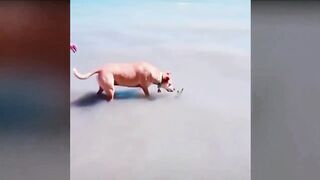3 - Crazy videos that will make you scream with laughter!