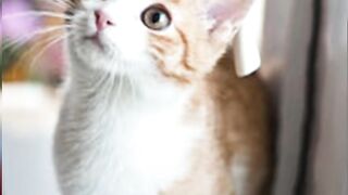 funny cat