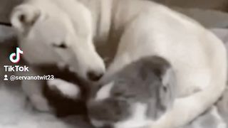 Pet Friendship Bond