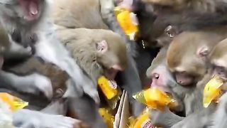 Monkey refreshment