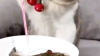 Funny Cats