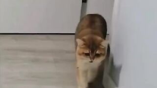 Kucing
