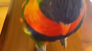 Funniest Animal????