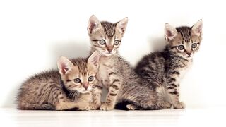 Three cute kittens