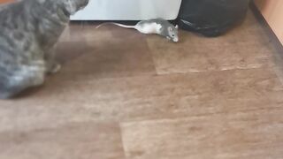 кот и крыса