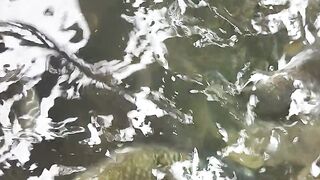 The fish Indonesian