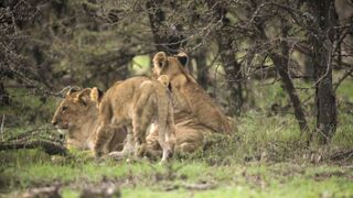 Kenya Wildlife family