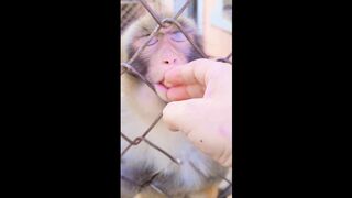 Смешные животные /Funny animals/