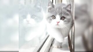 Cute and funny Cat