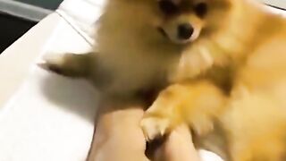 Funniest Animal ????part 2