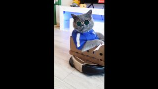 Funny Cats Tik  Tok to Brighten Up your Day - Funniest Cats Compilation - TRY NOT TO LAUGH!
