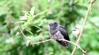 அம்மாவுக்கு உணவூட்டி குட்டி பறவை!!