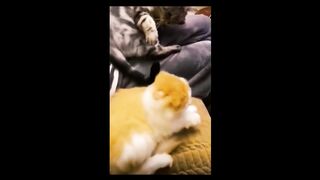 Смешные Животные /Funny animals/#2