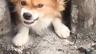 is your pet this cute too ??