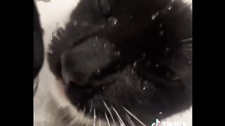 Meilleur compilation drôles animaux 2023 #1