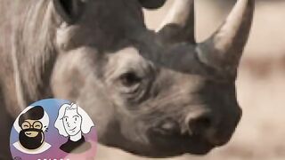 shorts tiktok animals