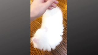 funny bebe chat