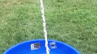 tiktok funny animaux