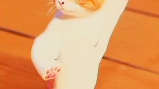 Beautiful Cat Behaviour.