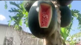 Papaya and watermelon have two delicious flavors