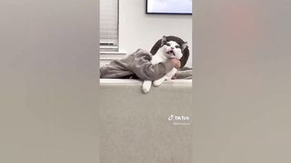 Funny/Cute Pet TikToks That Stare Into Your Soul