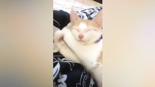 Cute Pet Videos That Can Fit Into Everything! (Funny)