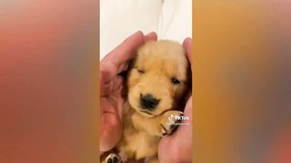 Cute Pet TikToks That Will Brighten Up Your Day!